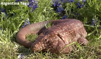 Argentina Tegu - Scarlet in Bluebonnets_1 Argentina Tegu - Scarlet in Bluebonnets_1